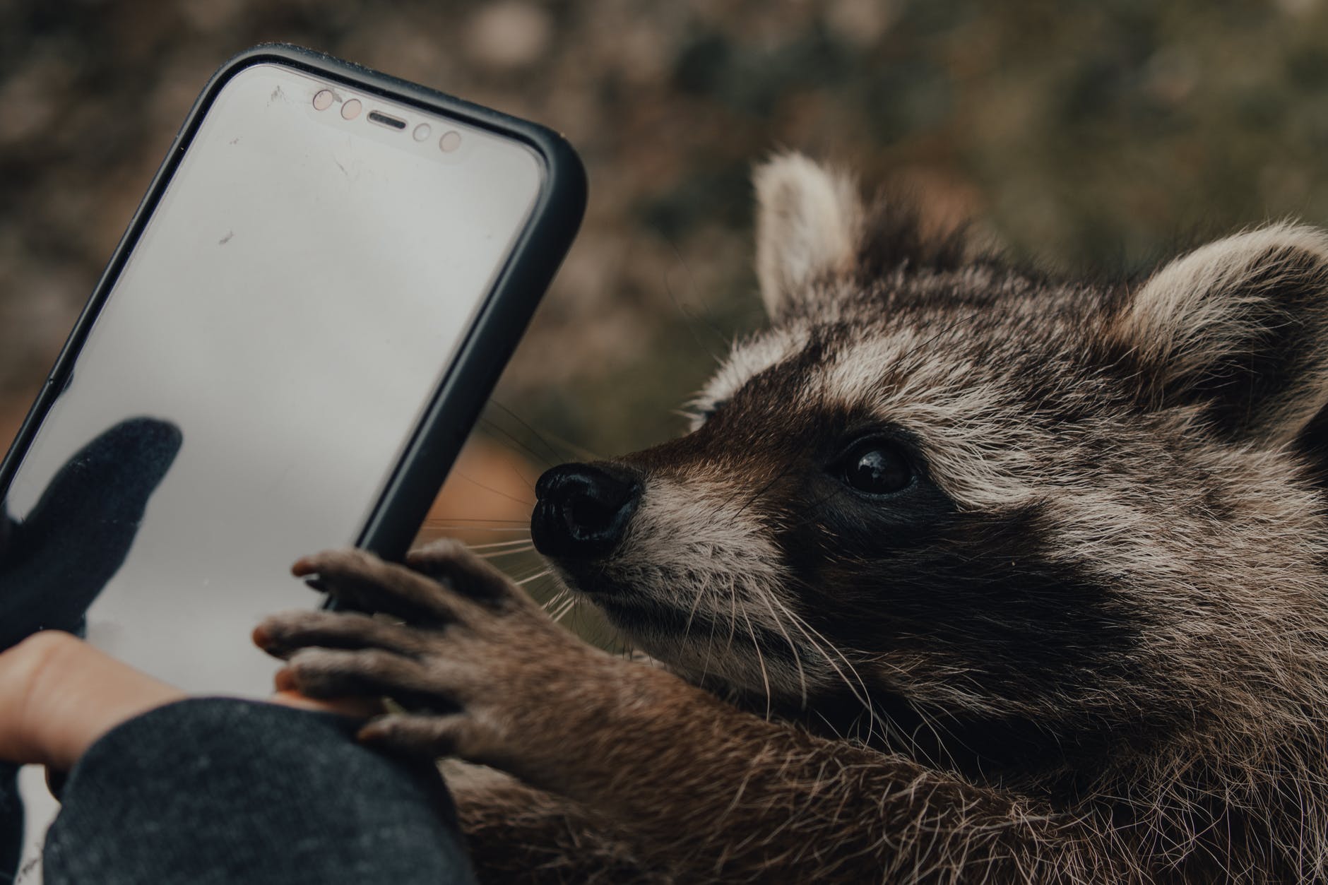Patrick Ryan McCann | Here's What Industry Insiders Say About Tips For Wildlife Photography In 2022